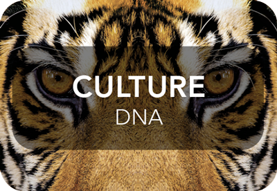 文化DNA
