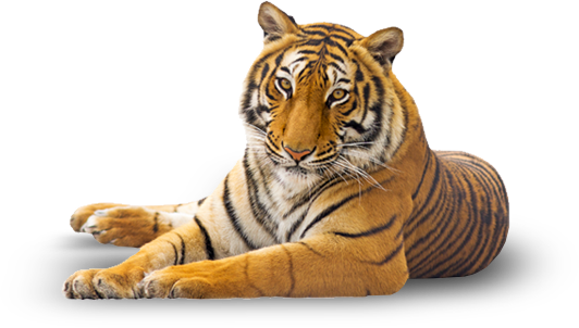 Tiger lying down facing forward